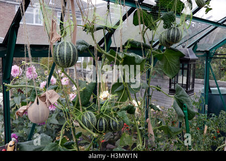 MELONE OGEN IN EINEM INLÄNDISCHEN GEWÄCHSHAUS WACHSEN. Stockfoto