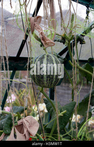 MELONE OGEN IN EINEM INLÄNDISCHEN GEWÄCHSHAUS WACHSEN. Stockfoto