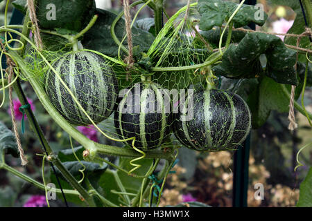 MELONE OGEN IN EINEM INLÄNDISCHEN GEWÄCHSHAUS WACHSEN. Stockfoto