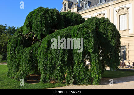 Schöner Baum vor dem Eingang des Palais Festetics (1745) in Keszthely, Ungarn Stockfoto