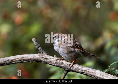 Baum-Spatz Passant Montanus auf einem Ast Stockfoto