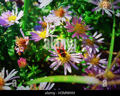 Japanische Red Bug sitzt auf der Blume lila Aster mitten auf einer Wiese Stockfoto