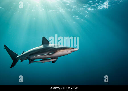 Ozeanische Schwarzspitzen Hai (Carcharhinus Limbatus) schwimmen in der Nähe der Oberfläche des Ozeans, Aliwal Shoal, Südafrika Stockfoto