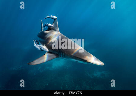 Ozeanische Schwarzspitzen Hai (Carcharhinus Limbatus) schwimmen in der Nähe der Oberfläche des Ozeans, Aliwal Shoal, Südafrika Stockfoto