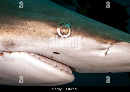 Nahaufnahme von Oceanic Schwarzspitzen Hai (Carcharhinus Limbatus), Aliwal Shoal, Südafrika Stockfoto