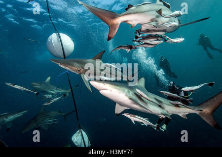 Ozeanische Schwarzspitzen Haie (Carcharhinus Limbatus) Kreisen Köder in der Nähe der Oberfläche des Ozeans, Aliwal Shoal, Südafrika Stockfoto