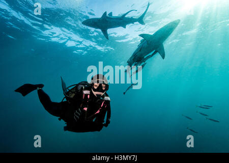 Taucher, die umgeben von Oceanic Schwarzspitzen Haie (Carcharhinus Limbatus) in der Nähe der Oberfläche des Ozeans, Aliwal Shoal, Südafrika Stockfoto