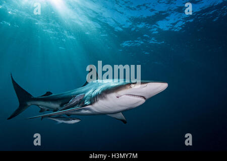 Ozeanische Schwarzspitzen Hai (Carcharhinus Limbatus) schwimmen in der Nähe der Oberfläche des Ozeans, Aliwal Shoal, Südafrika Stockfoto