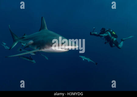 Scuba Diver Dreharbeiten Oceanic Schwarzspitzen Hai (Carcharhinus Limbatus), Aliwal Shoal, Südafrika Stockfoto