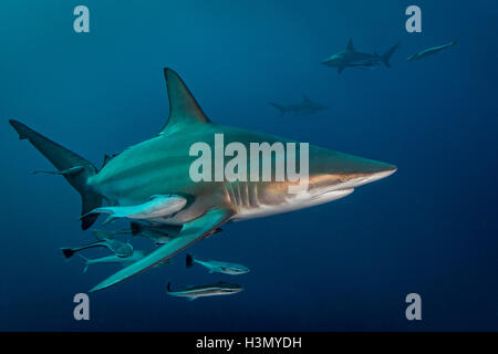 Ozeanische Schwarzspitzen Hai (Carcharhinus Limbatus) Kreisen Beute, Aliwal Shoal, Südafrika Stockfoto