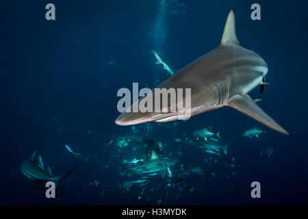 Ozeanische Schwarzspitzen Haie (Carcharhinus Limbatus) Kreisen Köder, Aliwal Shoal, Südafrika Stockfoto