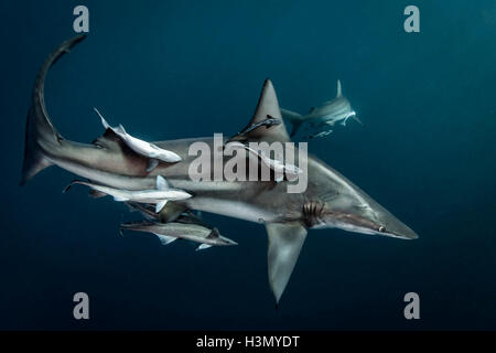 Ozeanische Schwarzspitzen Hai (Carcharhinus Limbatus) Kreisen Beute, Aliwal Shoal, Südafrika Stockfoto