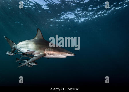 Ozeanische Schwarzspitzen Hai (Carcharhinus Limbatus) schwimmen in der Nähe der Oberfläche des Ozeans, Aliwal Shoal, Südafrika Stockfoto