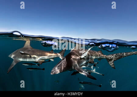 Ozeanische Schwarzspitzen Haie (Carcharhinus Limbatus) schwimmen in der Nähe der Oberfläche des Ozeans, Aliwal Shoal, Südafrika Stockfoto