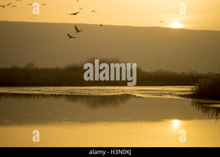 Sonnenaufgang im Refugio Agamon Hula Vogel, mit verschiedenen Vogelarten, Hula-Tal, Israel Stockfoto