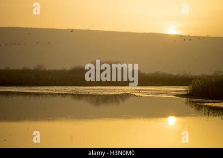 Sonnenaufgang im Refugio Agamon Hula Vogel, mit verschiedenen Vogelarten, Hula-Tal, Israel Stockfoto