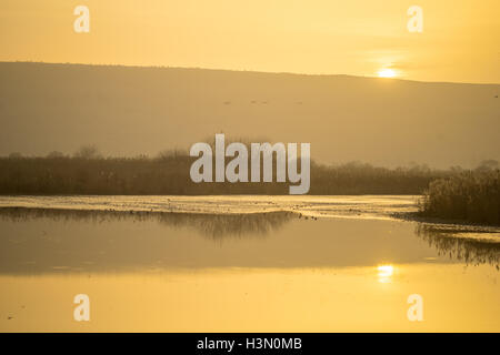 Sonnenaufgang im Refugio Agamon Hula Vogel, mit verschiedenen Vogelarten, Hula-Tal, Israel Stockfoto