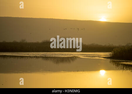 Sonnenaufgang im Refugio Agamon Hula Vogel, mit verschiedenen Vogelarten, Hula-Tal, Israel Stockfoto