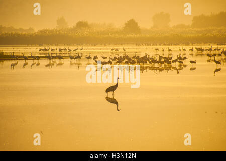 Verschiedene Vögel in Agamon Hula Vogel Schutzhütte am Sonnenaufgang, Hula-Tal, Israel Stockfoto