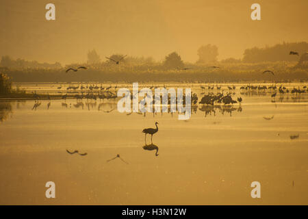 Verschiedene Vögel in Agamon Hula Vogel Schutzhütte am Sonnenaufgang, Hula-Tal, Israel Stockfoto