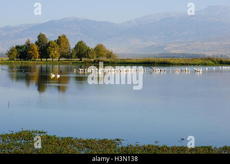 Pelikane und andere Vögel in Agamon Hula Vogel Zuflucht, Hula-Tal, Israel Stockfoto