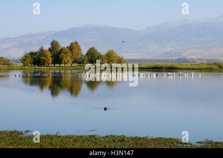 Pelikane und andere Vögel in Agamon Hula Vogel Zuflucht, Hula-Tal, Israel Stockfoto