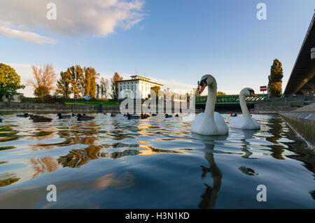 Wien, Wien: Nußdorf Wehr, Administration Building ViaDonau überbrücken Schemerlbrücke und Höckerschwäne (Cygnus Olor), 20., Wien Stockfoto