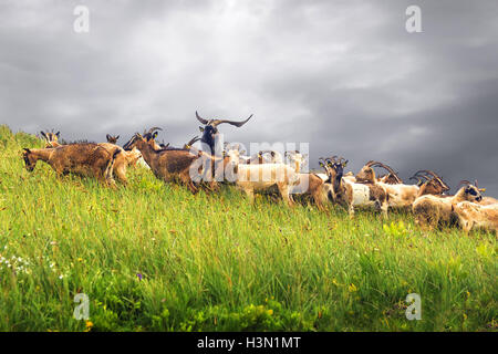 Herde von Ziegen weiden an den Hängen der Berge des Nationalparks "Biogradska Gora", Montenegro Stockfoto