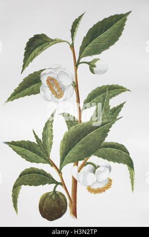 Teaplant, Tee, Thea Chinensis, historische Abbildung, 1880 Stockfoto