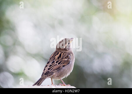 Weiblicher Haussperling auf einem Zaun Stockfoto
