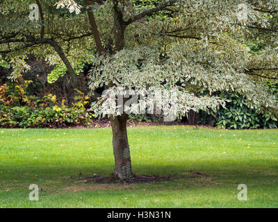 Cornus Controversa Variegata Baum Stockfoto