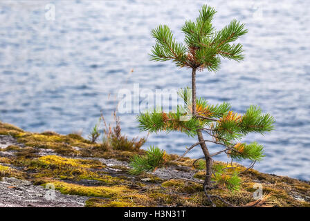 Eine kleine Kiefer wächst an der felsigen Küste des Sees auf einem Hintergrund von blauem Wasser. Stockfoto