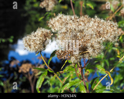 Alten Mannes Bart oder Traveller es Freude (Clematis Vitalba) Stockfoto