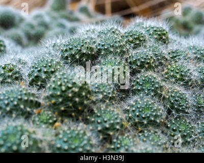 Rebutia Kaktus (Rebutia Albiflora) Stockfoto