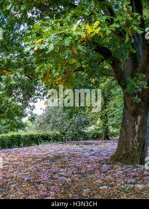 Wilde Cyclamen (Persicum) in voller Blüte Stockfoto