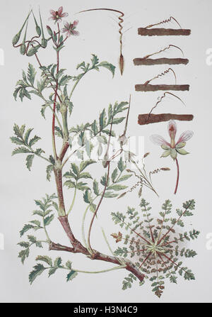 Erodium Cicutarium, auch bekannt als Redstem Filaree, Redstem Storch Bill, gemeinsame Stork es-Rechnung oder Pinweed, historische Abbildung, 1880 Stockfoto