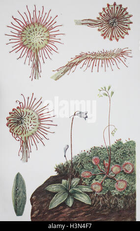 Drosera Rotundifolia, Sonnentau Runde-blättrig, Sonnentau und Pinguicula Vulgaris, gemeinsame Fettkraut, historische Abbildung, 1880 Stockfoto