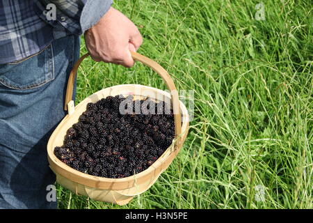 Eine Trug gefüllt mit frisch gepflückten Hecke Brombeeren erfolgt in der englischen Landschaft an einem schönen Tag im September - veröffentlicht Stockfoto