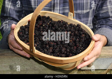 Ein Sammler mit einem Korb gefüllt mit frisch gepflückten Hecke Brombeeren Pausen durch ein Tor in der englischen Landschaft - Herr Stockfoto