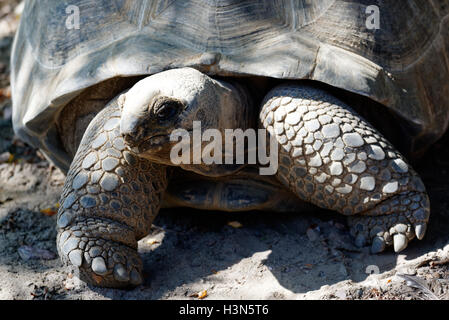 Aldabra-Riesenschildkröte (Aldabrachelys Gigantea) in Granby Zoo in Quebec