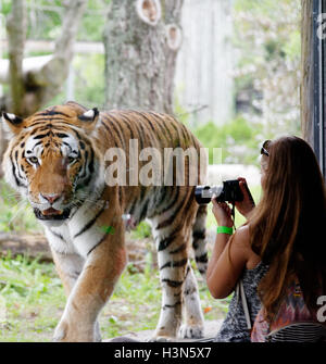 Eine Frau, die ein Foto von den sibirischen Tiger in Granby Zoo, Quebec, Kanada Stockfoto