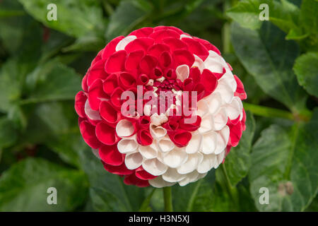 Dahlie "War of the Roses" Stockfoto