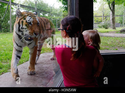 Der sibirische Tiger in Granby Zoo am Menschen hinter dem Glas, Quebec, Kanada Stockfoto