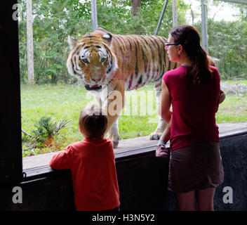 Der sibirische Tiger in Granby Zoo am Menschen hinter dem Glas, Quebec, Kanada Stockfoto