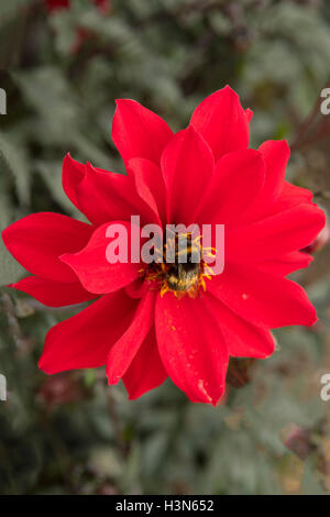 Hummel auf Dahlia 'Bishop of Llandaff' Stockfoto