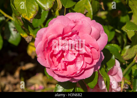 Rosa-Freunde für immer Stockfoto