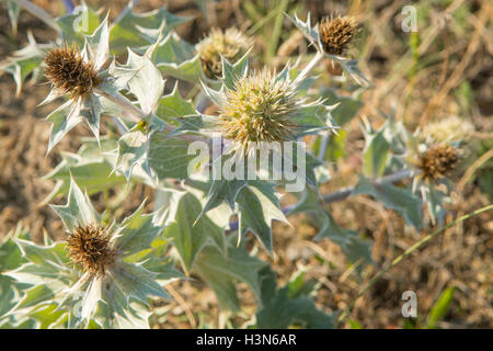 Eryngium Maritimum, Meer Holly Stockfoto