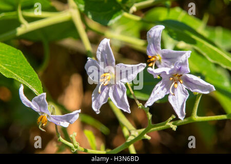 Atropa Belladonna, Tollkirsche Stockfoto