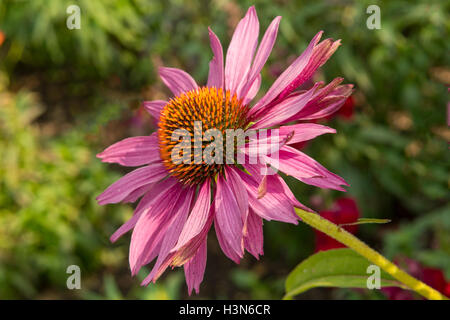 Echinacea Purpurea Sonnenhut Stockfoto