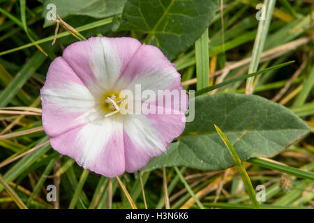 Calystegia Sepium, Ackerwinde Stockfoto